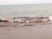 PREOCUPACIÓN EN TUMBES POR TERCER VARAMIENTO DE BALLENAS EN LOS ÚLTIMOS DOS MESES